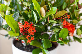 Image result for Ixora sp. A