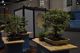 See more ideas about bonsai, bonsai tree, bonsai garden. Bonsai Tree 24 Excellent Rosade Bonsai Studio Inspirations