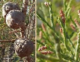 Image result for Widdringtonia nodiflora