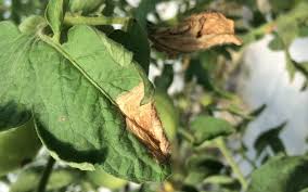 Image result for tomato seedling botrytis