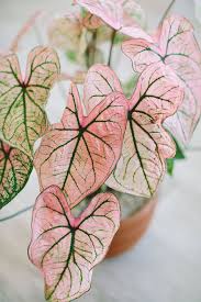Pink Caladium House Plant House Plants Plants Pretty Plants