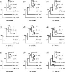 Image result for Tolpis capensis