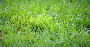 A good tip on how to plant grass seed in summer is by sowing the warm season types in early spring and into the summer. How To Kill Crabgrass And Prevent It From Returning