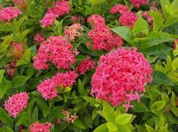 Image result for Ixora nana