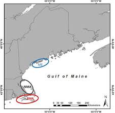 Semakan permohonan sma online terengganu dan keputusan sekolah menengah agama. Frontiers Geographic Variation In Life History Traits Of Black Sea Bass Centropristis Striata During A Rapid Range Expansion Marine Science