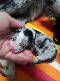 They're energetic, curious, and love to push you to your limits. Newborn Momo X Border Collie Blue Merle Border Collie Puppies Collie Puppies