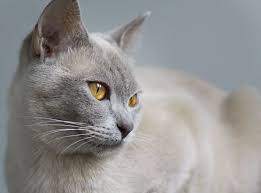 Lilac Burmese Female Burmese Cat Cats Beautiful Cats