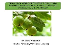 Mungkin ramai tertanya2 apa erk jambu air dalam bi? Pengujian Mikroorganisme Lokal Pada Performa Pertumbuhan Bibit Jambu Biji Psidium Guajava L Kristal Ra Diana Widyastuti Fakultas Pertanian Universitas Ppt Download