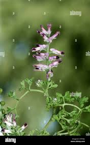 Image result for Fumariaceae