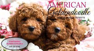 This means we do not mass breed, rather we do this because we love it. Goldendoodle Puppies For Sale Massachusetts American Goldendoodle