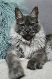 Pin On Animals Beloved Zviratka Milovana