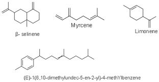 Image result for Helichrysum mechowianum