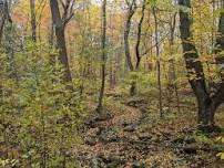 Family Hike: Brown Hill Summit