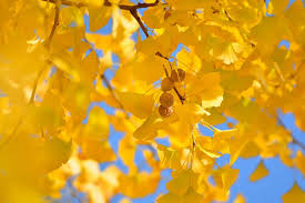 実は防虫効果もあった イチョウの知られざるパワー ライブドアニュース