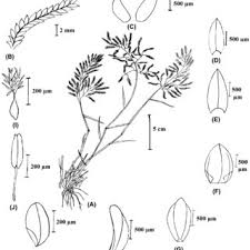 Image result for Eragrostis punctiglandulosa