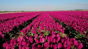 The flower fields of carlsbad is a must visit when you are in north san diego county. Tulips Fields In The Netherlands Bulb Region Holland In Full Bloom During Spring Colorful Tulip Fields Colorful Tulip Fields During Spring Filmed With Drone Video By C Fokkebok Stock Footage 376372334