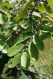 Image result for Vangueria ferruginea