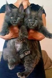 Pin On Cute Cats