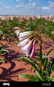 Image result for Crinum paludosum