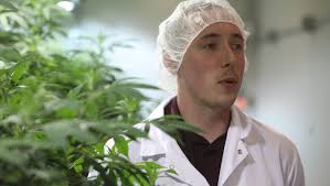 Medical marijuana: How Columbia Care turns plants into pills