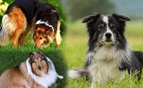 Our dogs come from champion bloodlines and excel in every venue. Border Collie Puppies All Facts On The Energetic Dog Petmoo