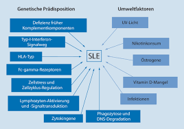 Pathogenese Des Systemischen Lupus Erythematodes Springerlink