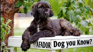 Afador afghan hound / labrador retriever blandad hundrasinformation, inklusive bilder, egenskaper och fakta. Dog You Know Afador Youtube