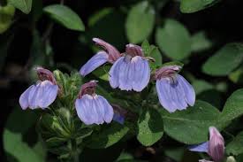 Image result for Justicia petiolaris