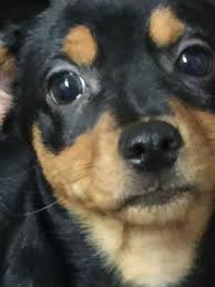 Maybe you would like to learn more about one of these? Puppies From Canton Rescue Of 140 Dogs Ready For Adoption Event In Waynesville Wlos