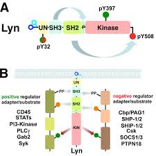 My name leelyn and cassio onetrick diamond :d welcome to my stream 3/28. Regulation Of Lyn And Lyn Pathways A Domain Architecture Of Lyn Download Scientific Diagram
