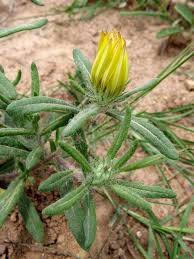 Image result for Hirpicium