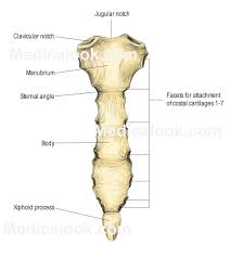 The first seven are connected behind with the vertebral column. Rib Cage Human Anatomy Organs Xiphoid Process Human Muscle Anatomy Anatomy Organs