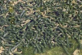 Image result for Lagarosiphon major