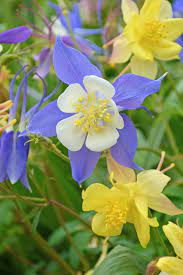 Columbines Even Though This Flowering Plant Can Handle The Sun It Hates The Heat So If Best Perennials For Shade Beautiful Flowers Garden Flowers Perennials