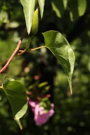 Image result for Ipomoea shupangensis