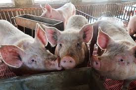 Countries across asia have been struggling to contain the outbreak, which is threatening the livelihoods of millions of families that rely on pig. African Swine Fever Contained Da Philstar Com