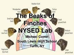 You are a bird hunting moths (both dark and light) that live on trees. State Laboratory The Beaks Of Finches Ppt Video Online Download