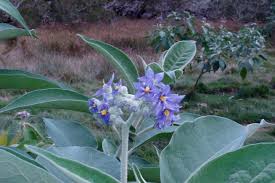 Image result for Solanum mauritianum