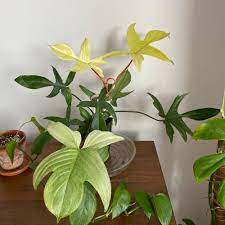 We did not find results for: Philodendron Florida Ghost Plant Care Water Sunlight And Nutrients