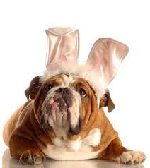 21 Adorable Animals Dressed Up For Easter Easter Dog Cute Animals Animals