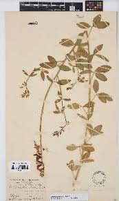 Image result for Crotalaria heidmannii