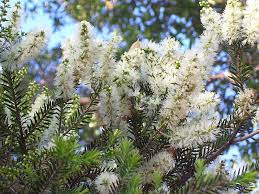 Image result for Melaleuca