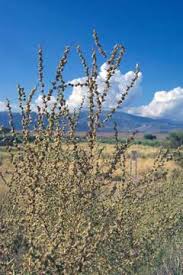 Image result for Suaeda articulata