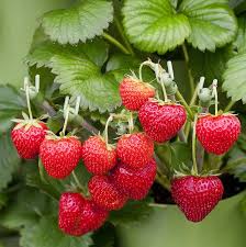 Maybe you would like to learn more about one of these? The Only Patio Plants You Need This Summer Fall Garden Vegetables Indoor Vegetable Gardening Organic Gardening Tips