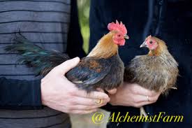 The first price is the price of the bird. Serama Chick Alchemist Farm