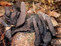 Image result for Xylaria polymorpha
