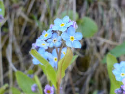 There are about 70 official species of this flower. Forget Me Not Pictures Flowers Leaves Identification Myosotis Arvensis