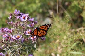 Medical techniques that don't harm your body in any way and is used to identify injury or else wise by not puncturing the skin. Milkweed Is Taking Over My Perennial Garden How Can I Save Some For The Monarch Butterflies But Keep It From Spreading Unh Extension
