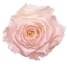 Maybe you would like to learn more about one of these? Plenty Flowers Wholesale Flowers And Supplies