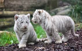 baby white tiger wallpaper 57 pictures baby white tiger wallpaper 57 pictures